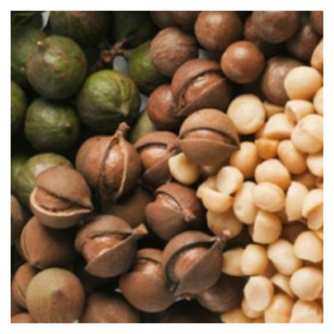 Noix de Macca Noix de Macca séchées du Vietnam Huile riche en protéines Texture croquante exportée avec emballage personnalisé - Product Image 1