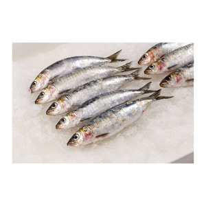 Sardines fraîches en gros fournies à bas prix avec expédition fiable par chaîne du froid - Product Image 5