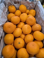 [Bbungja Jeju Gyul Farm] Premium Koreaanse Cheonhyehyang Zoete Geurige Jeju Citrusvruchten Verse Mandarijn Uit Korea