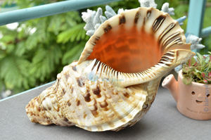 Coquille d'escargot et coquille de trompette, matériau naturel durable pour la décoration côtière et les projets de style créatif - Product Image 4