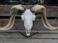 Décoration murale en corne sculptée, Tête de chèvre rétro, Statues de crâne, Matériau organique, Écologique, Animal marin, Style européen pour la maison