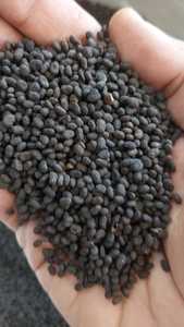 Fournisseur en vrac de Psoralea Corylifolia Seeds Babchi Herb Root Spice Prix de gros du marché indien - Product Image 2