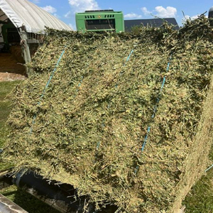 Export-Grade Alfalfa Hay - For Cattle, Horses, Sheep & Goats - Bulk <b>Supply</b> - Product Image 5