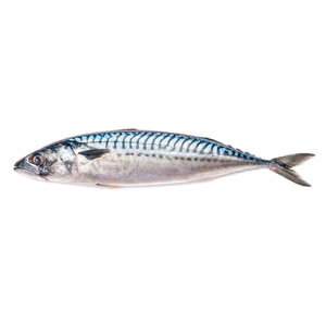 Best Price for Frozen Butterfly Mackerel Fish 10kg BQF Whole Organic Vacuum Pack High Quality <b>Fast</b> Delivery in Stock - Product Image 1