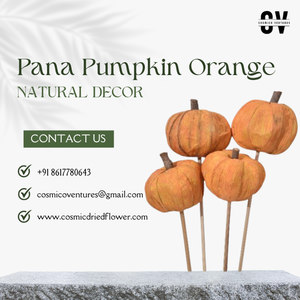 Calabaza Natural de Alta Calidad al por Mayor, Color Naranja Pana, para Manualidades, Graduaciones, Eventos de Halloween y Otros Centros de Mesa Decorativos - Product Image 3