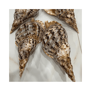 Concha de mar tipo trompeta, tamaño XL, material: concha natural grande; uso: decoración de vestíbulos de hoteles y complejos turísticos; origen: exportación de Vietnam - Product Image 3
