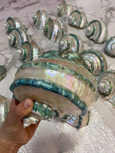 Coquille de Turbo de Haute Qualité du Vietnam, Coquille Décorative Naturelle, Exportation en Gros - Product Image 3