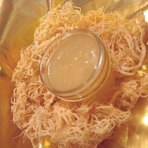 ทะเลมอสทะเลทั้งหมดสีเหลืองแบบไอริชมอสทะเล - Product Image 3