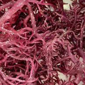 Whole <b>Raw</b> Dried Irish <b>Moss</b> Gold From Vietnam Producer - Product Image 1