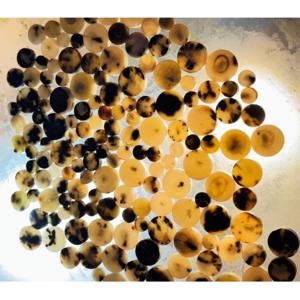 Boutons vierges couleur corne de bœuf, directement de l'usine, pour la confection de vêtements de mode, les travaux manuels et la fabrication de boutons sur mesure, destinés aux acheteurs professionnels. - Product Image 5