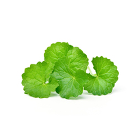 Poudre d'extrait d'herbe de Gotukola Herbojit International, 100% pure et naturelle, fabriquée en Inde, de qualité supérieure, poudre végétale à base de plantes fines