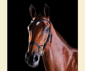 Brida de entrenamiento Tocado de forma anatómica presión uniforme a través de la encuesta para mayor comodidad con banda para las cejas en forma de U - Product Image 3