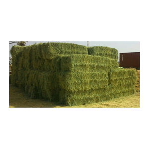 Heno de Rhodes de alta calidad para comercio mayorista, en pacas, para compradores mayoristas. - Product Image 1