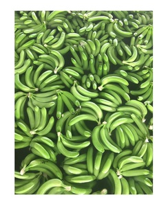 BANANA CAVENDISH FRESCO DE VIETNAM-EXPORTACIÓN DE CALIDAD PREMIUM CON EL MEJOR PRECIO DEL MERCADO - Product Image 6