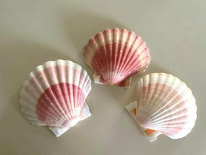 Conchas de vieira costeras bellamente conservadas para adornos navideños DIY y aplicaciones de artesanía con conchas de calidad profesional. - Product Image 5