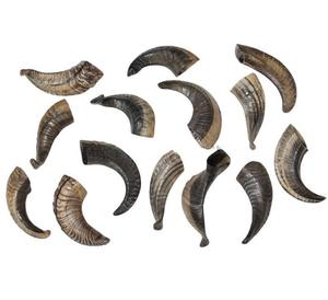 Cuernos de Oveja Reales, Cuernos Naturales Pulidos para Decoración y Manualidades, Alta Calidad - Product Image 1