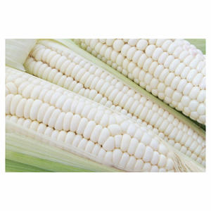 Maíz blanco seco glutinoso de Grado Superior FD procesado para consumo humano y animal Origen de Francia - Product Image 5