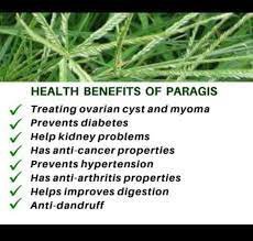 Best Seller Clear Origin for High Quality Pure All Natural Goose <b>Grass</b> Paragis Powder 50g From Vietnam - Product Image 4