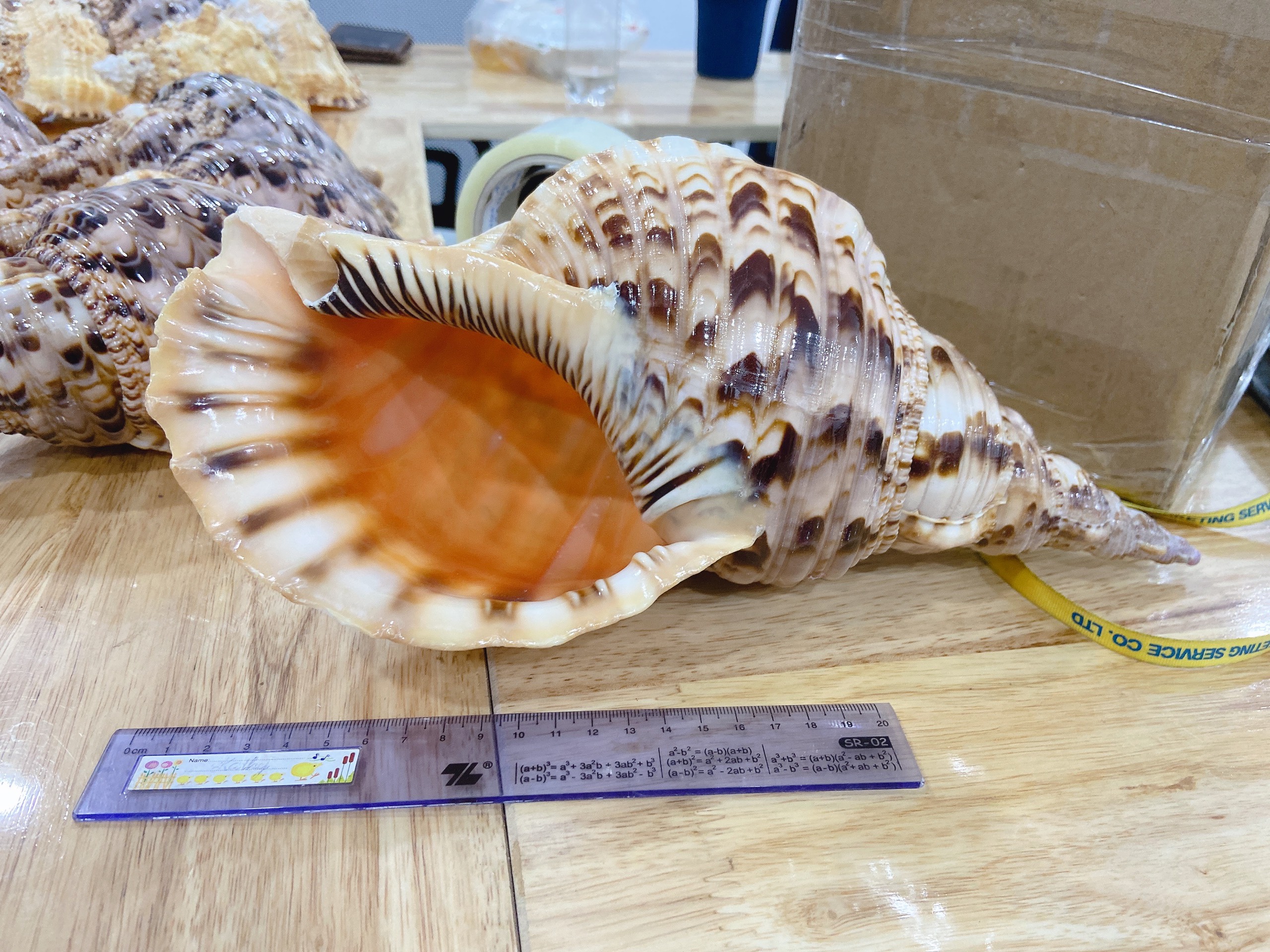 Conchiglie Per Allattamento Al Seno Naturali - Protettivi Per Capezzoli In 3 Misure (S, M, L) Con Custodia In Cotone, Made In France - 5