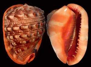 Carcasa de Cypraecassis rufa natural para la decoración del hogar costero, arte de concha único y decoraciones inspiradas en el océano - Product Image 5