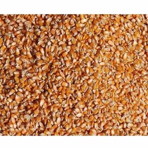 Maïs biologique sans OGM pour l'alimentation animale Maïs jaune Prix de gros - Product Image 1