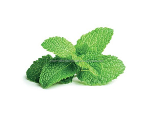 Organic Peppermint Hydrosol Moisturizing Skincare Facial Care 100% Natural Plant Extract pure mint hydrosol Wholesale - Product Image 3