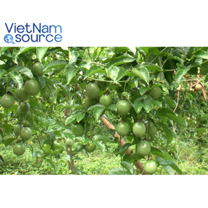 Fruta de La pasión de primera calidad, rica en vitamina C, fruta de la pasión de origen fresco de la fábrica de Vietnam, para batidos de jugo y postres - Product Image 4