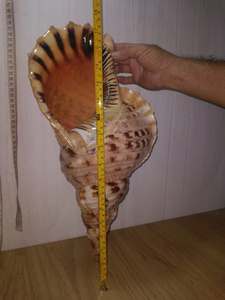 Trumpet Triton Shell Exporté par 99 Gold Data Vietnam pour l'artisanat et la décoration de la coquille d'affichage à la maison - Product Image 5