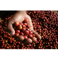 Haute qualité Robusta café haricots verts nouvelle culture Vietnam origine prix d'usine haut fournisseur-HANFIMEX + 84374074818