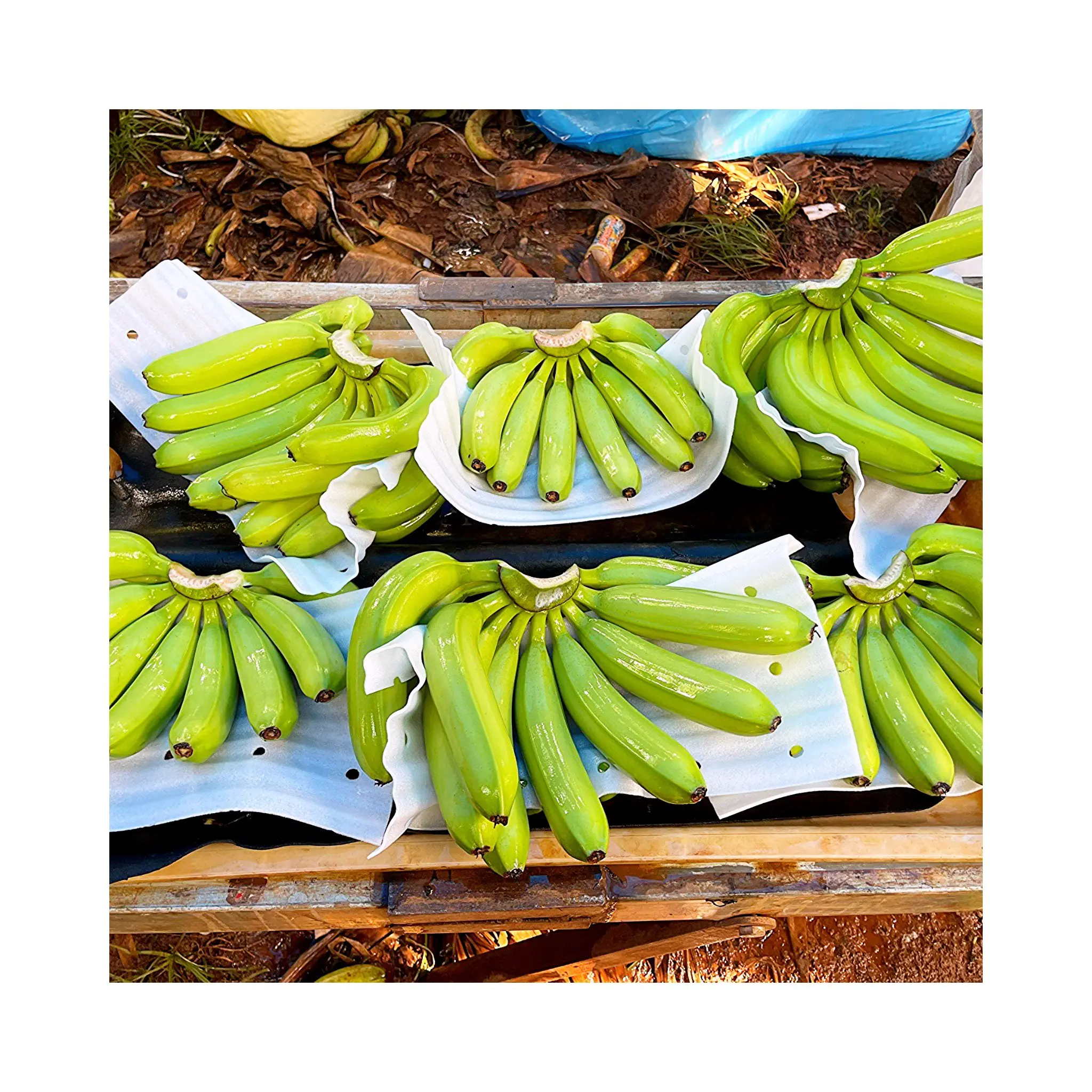 TOP SUPPLIER Premium Fresh Cavendish Bananas G9 Banana For Sale Custom Logo Green/ Yellow Color Best Price From Vietnam 99GD