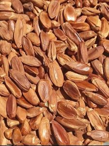 Premium Quality Pili Nuts Fresh Stock Wholesale Bulk Supply For <b>Confectionery</b> And Snack Food Industry For Sale - Product Image 4