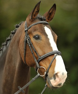 Bridon sans mors SidePull en cuir véritable de haute qualité, noir, taille et logo personnalisables, bridon pour cheval - Product Image 4