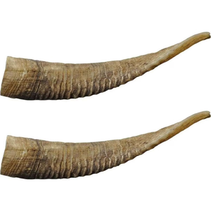 Perro de cabra mastica cuernos de agua naturales golosinas para perros hechas a mano en la India estilo Animal pulido con muestra gratis Color de cuerno natural - Product Image 5