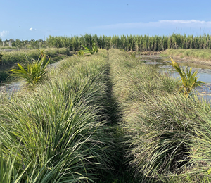 Corte de hierba de limón congelado al por mayor - Product Image 3