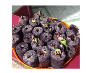 Granulés de tourbe de coco de qualité supérieure pour le jardinage écologique, origine Vietnam - Product Image 3