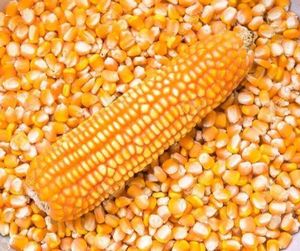 Maïs jaune séché pas cher, non-glutineux, mûr, pour l'alimentation animale, vente en gros en vrac - Product Image 2
