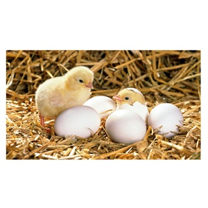 œufs à couver pour poulets de chair Cobb 500 et Cobb 700 et Ross 308, œufs à couver pour poulets de chair - Product Image 6