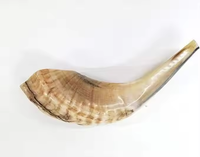 Corne de mouton de ramier naturelle de haute qualité, polie, artisanat moderne, toucher réel, application personnalisée, usage rituel, artisanat en forme de croissant pour la boisson
