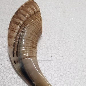 Corne de bélier authentique Shofar animal poli fabriqué à la main pour Rosh Hashanah et Yom Kippour de l'Inde cornes de Shofar en gros - Product Image 1