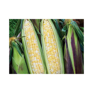 Granos de maíz Natural puro de alta calidad grano de maíz amarillo para animales/bolsas amarillas no Gmo Canadá blanco AD bolsas/a granel/personalizado - Product Image 1