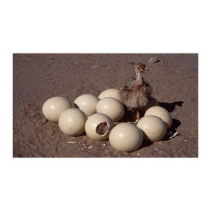Huevos Frescos de Avestruz de Alta Calidad para Venta al por Mayor a Distribuidores y Minoristas - Product Image 2