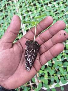 Substrat de semence professionnel de qualité supérieure pour semis pour couper la germination du tabac et des plantes ornementales - Product Image 2