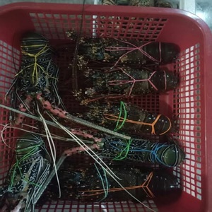 Homards vivants frais et abordables Queues de homard congelées/Homard vivant à vendre Queues de homard en gros/Homard vivant Prix - Product Image 1