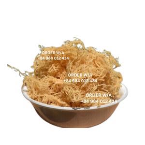Golden Irish Sea Moss, Wildcrafted, y disponible a precios competitivos de Vietnam - Product Image 4