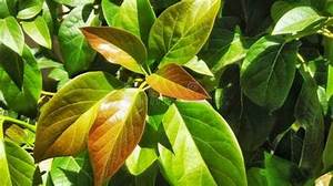 HOJAS DE AGUACATE SECAS A BASE DE PLANTAS ETIQUETA LIMPIA ORGÁNICA TÉ DE HIERBAS PARA EL REFUERZO INMUNE - Product Image 4