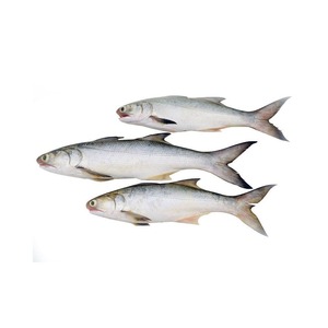 Filets de saumon kéta sauvage congelés de haute qualité frais et conservés dans la nature entiers avec tête et graisse emballés en vrac - Product Image 2