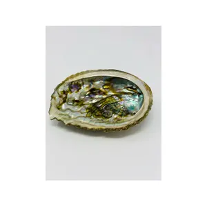 Bholi Sage Plus Premium Quality Top Grade Hot Selling Small Abalone Shell High Demanded Product Made In USA