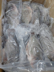 ÉTIQUETTE PROPRE POISSON ENTIER TILAPIA NOIR CONGELÉ DE QUALITÉ SUPÉRIEURE RICHE EN NUTRIMENTS NATURELS POUR UNE RÉGIME ÉQUILIBRE ET UN SOUTIEN-ÊTRE - Product Image 3