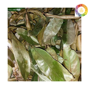 Feuilles de Corossol Naturelles Entières du Vietnam-Feuilles de Graviola Soigneusement Séchées au Soleil pour les Consommateurs Conscients - Product Image 4