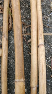 หวายดิบเป็นรูปเวียดนามสินค้าเกษตรหวายดิบ - Product Image 6